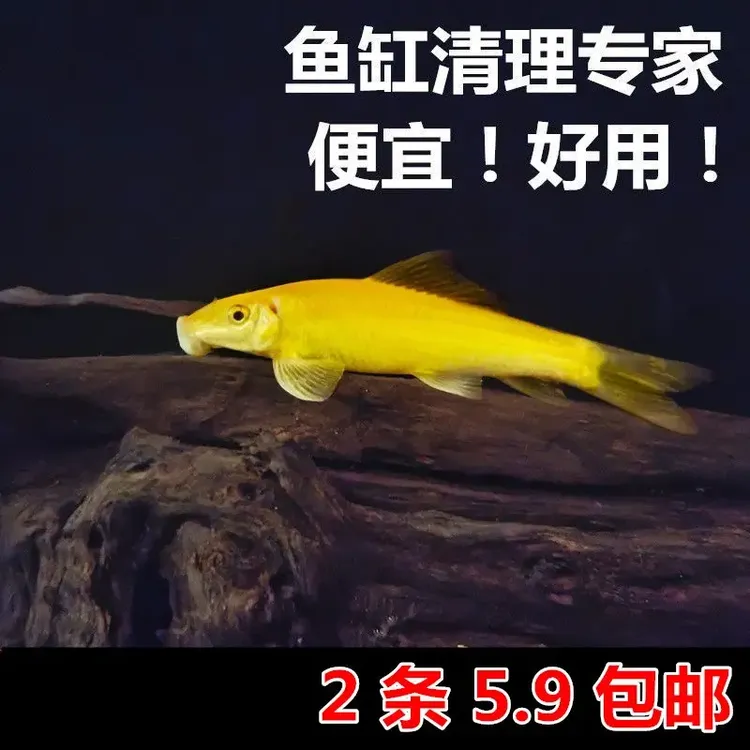 金苔鼠 擦玻璃 清苔清除缸壁垃圾 鱼缸青苔 除藻褐藻绿藻工具鱼