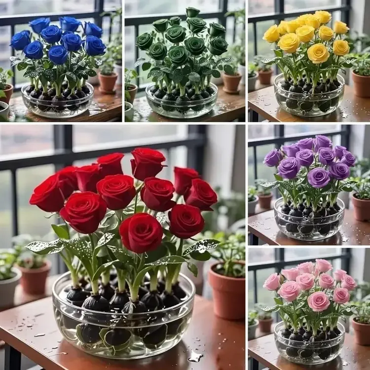 XG【拍一发十】玫瑰种球驱蚊虫浓香重瓣水培耐热花卉绿植盆栽