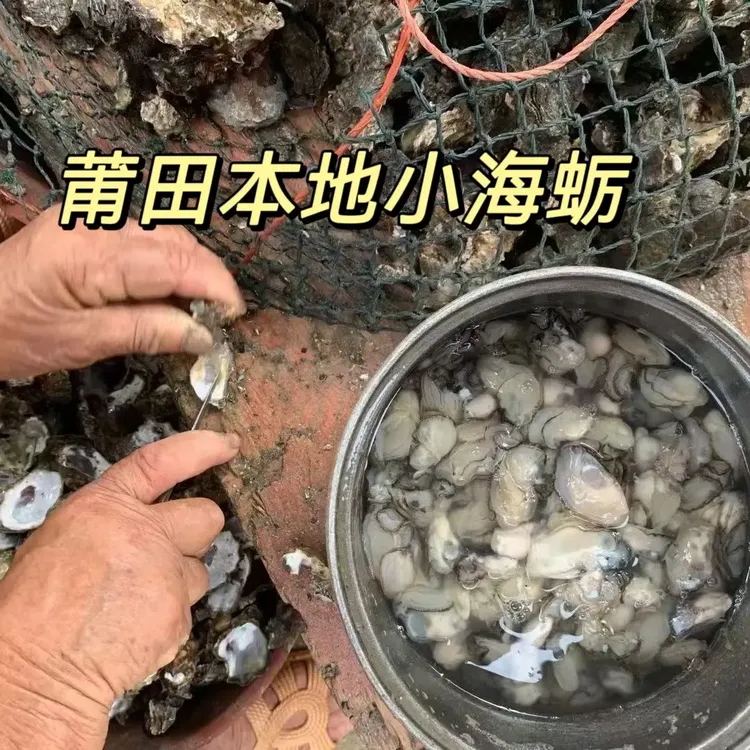 莆田本地新鲜现开小海蛎 不泡水原浆牡蛎肉 