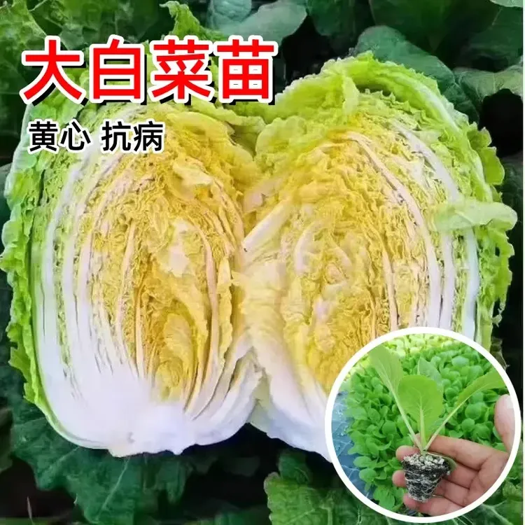 山东寿光黄心大白菜苗秧苗秋冬季耐寒老品种白菜苗子菜园庭院种植