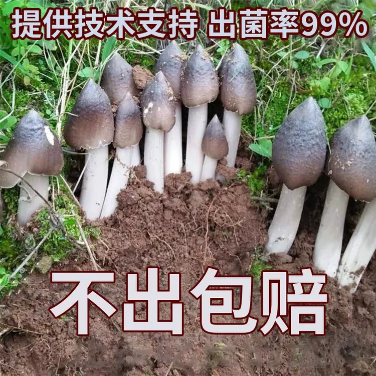 正宗鸡枞菌 菌种人工栽培人工种植菌菇包 可室内室外庭院种植