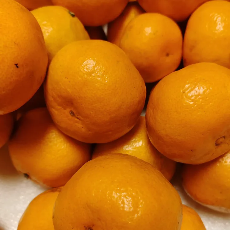 临海涌泉蜜橘新鲜应季多汁香甜水果