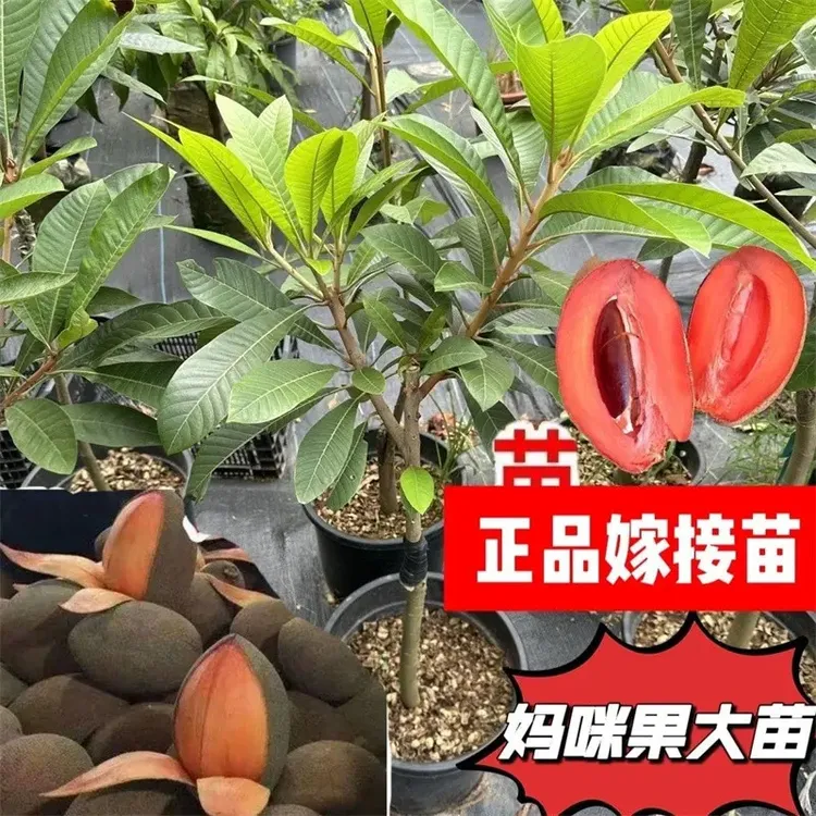优惠活动价】新品种嫁接马加纳妈咪果树苗南方种植盆栽阳台庭院地