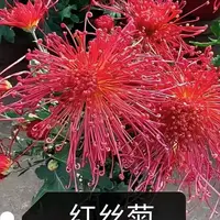 【红千丝】大花富贵菊 九月大菊盆栽开花好看