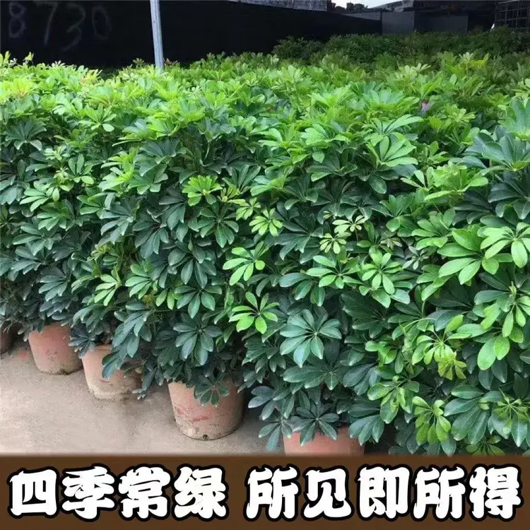 鸭脚木客厅大盆栽室内鸭掌木七叶莲八方来财四季常青好养招财植物