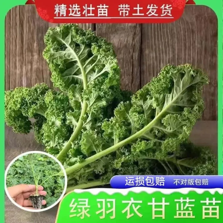 绿羽衣甘蓝苗秧紫白粉羽牡丹菜四季盆栽春秋耐寒叶高产绿蔬菜苗