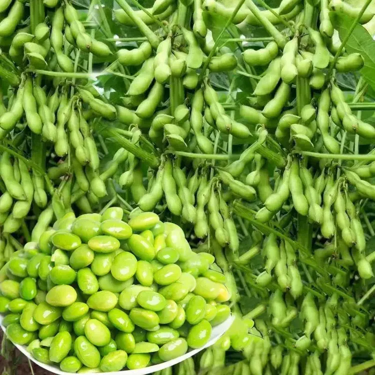【毛豆种子】大粒重阳豆种子青皮豆蔬菜种籽毛豆种子.