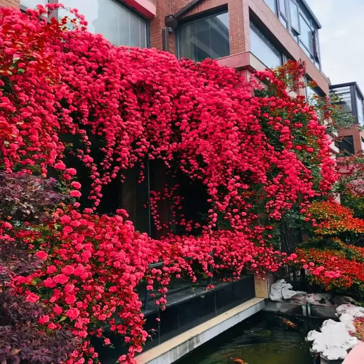 红木香花苗藤本植物庭院攀爬花四季开花爬藤月季耐寒无刺少刺月季