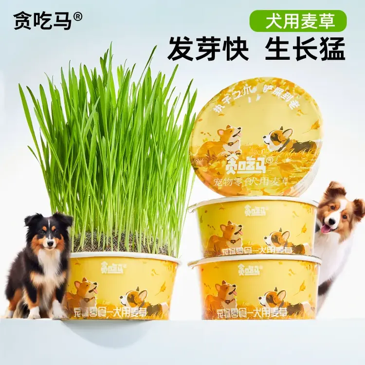 狗草犬用麦草狗狗专用草狗零食狗狗用品懒人无土狗草商品图