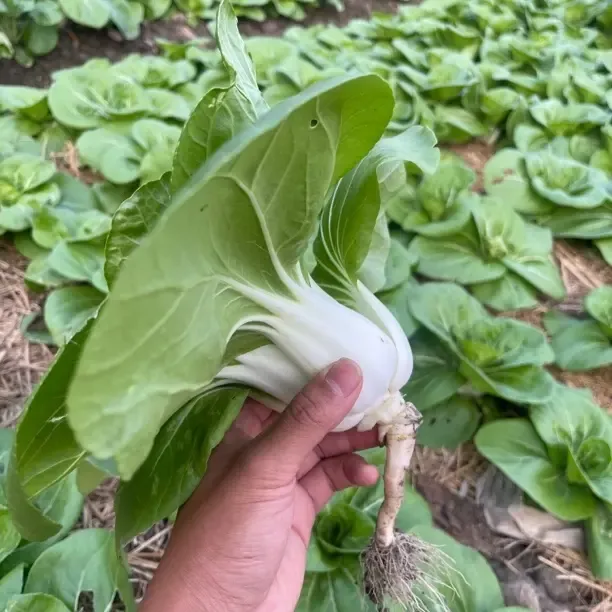 本地露天种植新鲜矮脚黄奶油白菜农家自种青菜