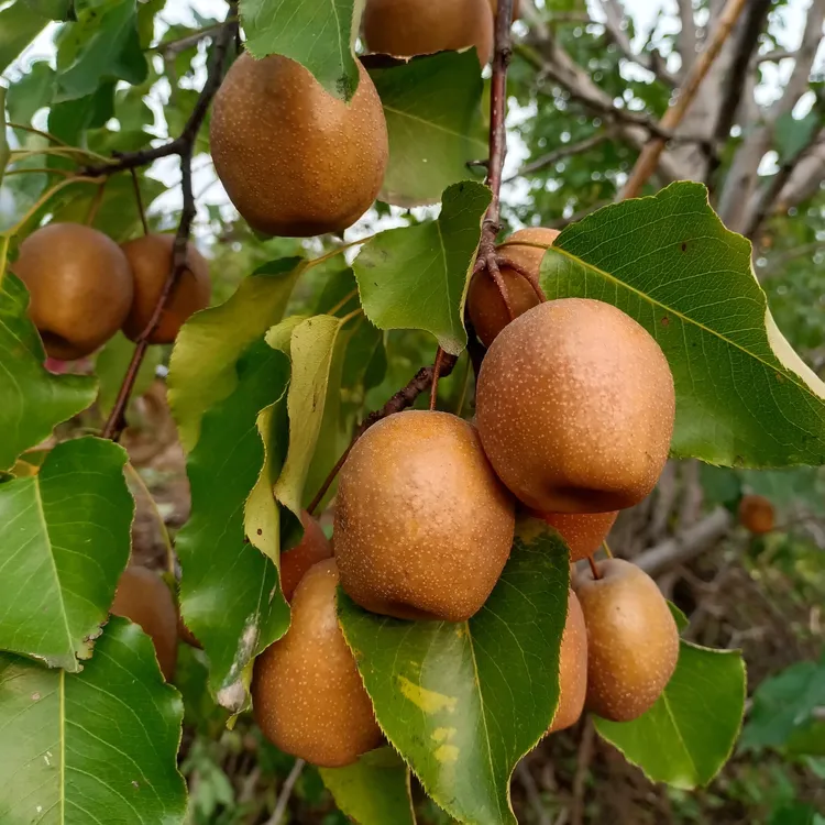 山东临沂正宗车头梨梨子贡梨新鲜应季果香甜多汁