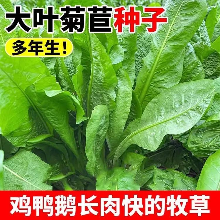 【菊苣种子】将军大叶菊苣草四季生长高产牧草种子牛免鸡鸭菜多年生商品图