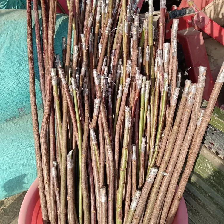 无根嫁接棒棒糖月季60cm高