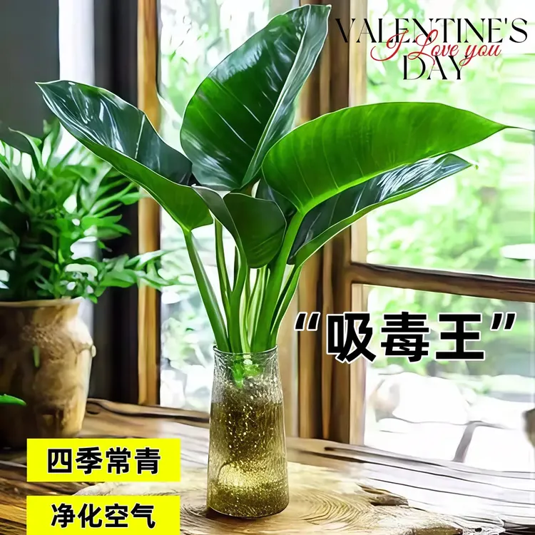 大叶金钻水培植物盆栽绿公主办公室内桌面绿萝净化空气吸甲醛水养