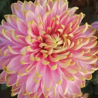 【粉天赞】大花富贵菊 九月大菊盆栽开花好看