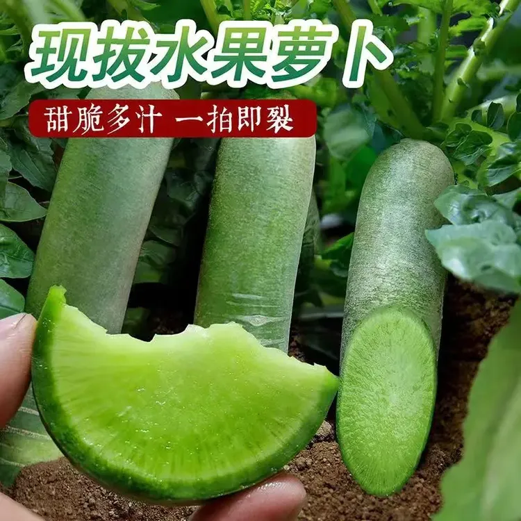 正宗潍坊新鲜沙地青水果萝卜现拔生吃脆甜多汁农家自种现拔现发