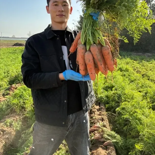 沙地胡萝卜现挖新鲜脆甜多汁农家自种带泥可生吃热炒煲汤蔬菜