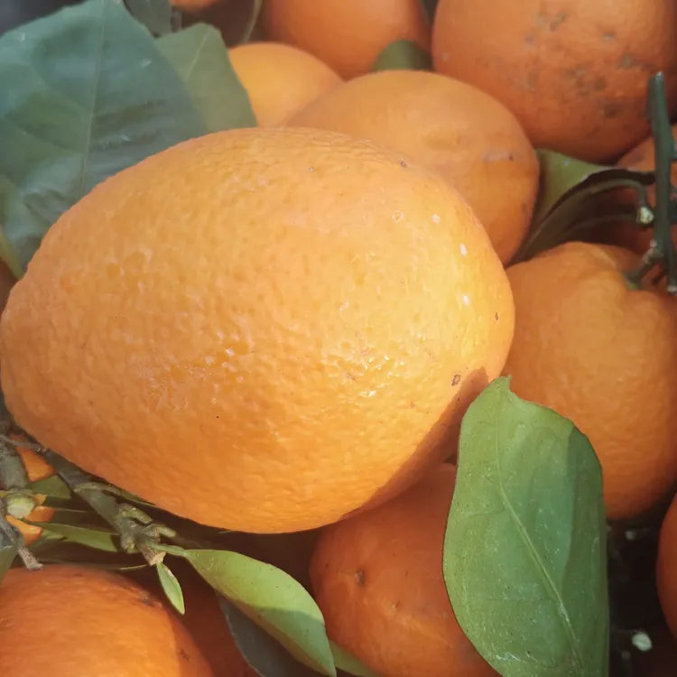 正宗赣南脐橙新鲜应季多汁香甜5kg