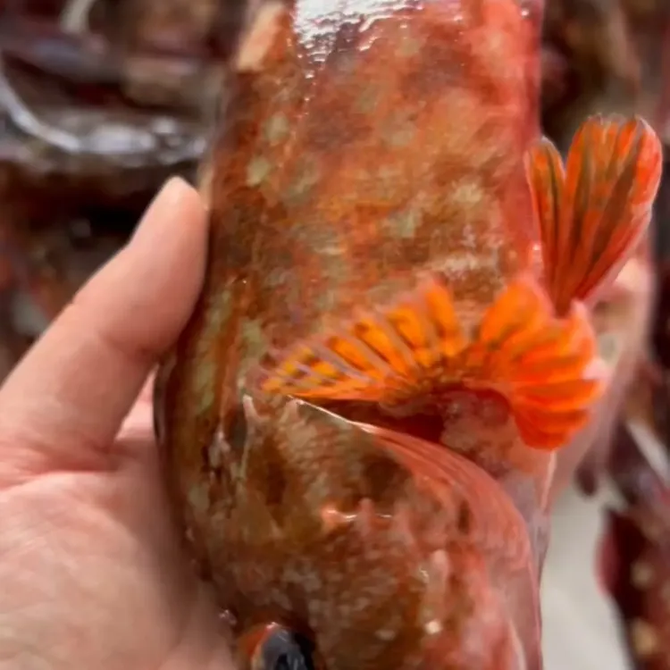 野生放笼子活石九公鱼石斑鱼红鱼肉质鲜甜海鲜美味新鲜新鲜鱼鲜活