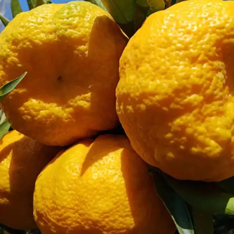 旬阳狮头柑当季时令新鲜水果（6分甜3分酸1分苦介意勿拍）