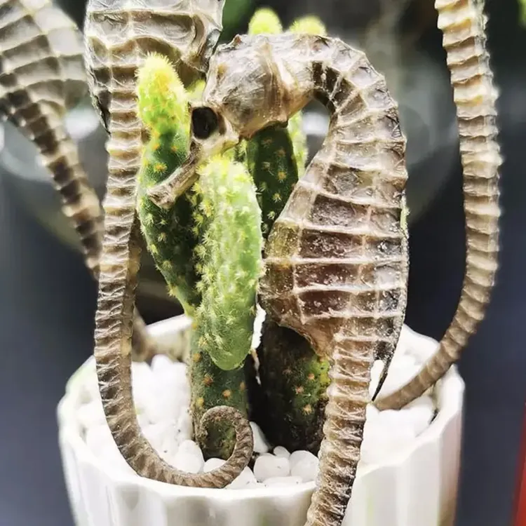 精选膨腹海马干！