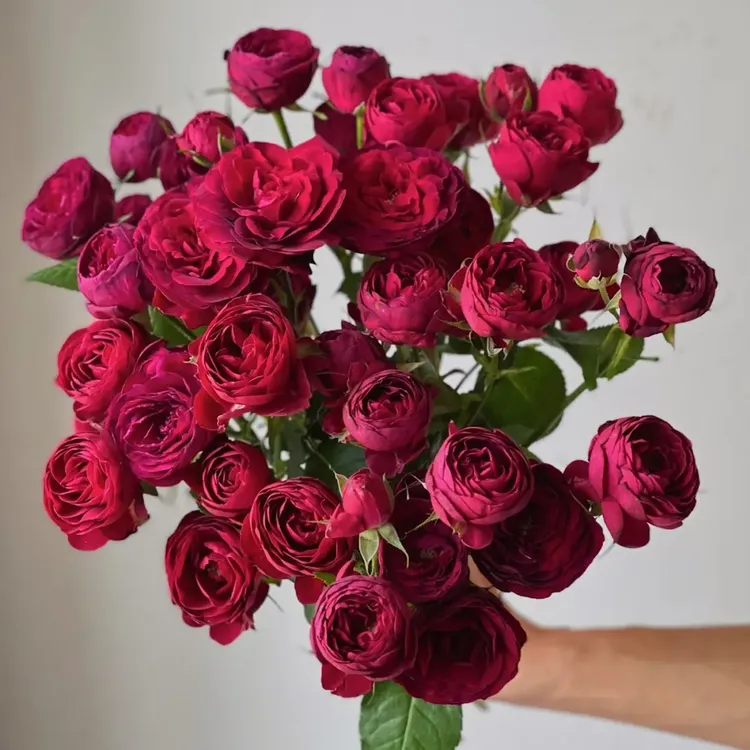 【花颖】 稀有多头红蕾丝多头玫瑰  高级感拉满