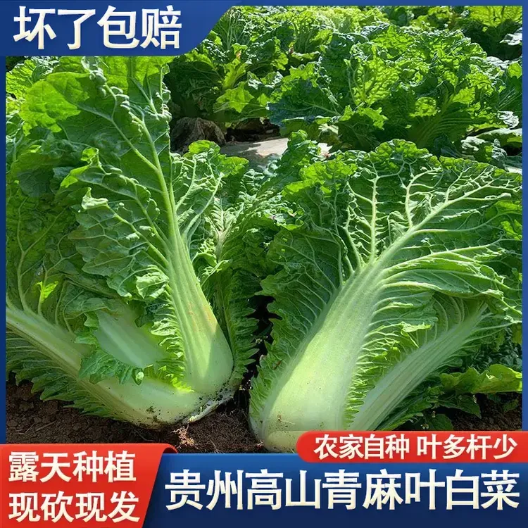 贵州农家露天种植新鲜大白菜麻叶菜青麻菜火锅菜现砍现发