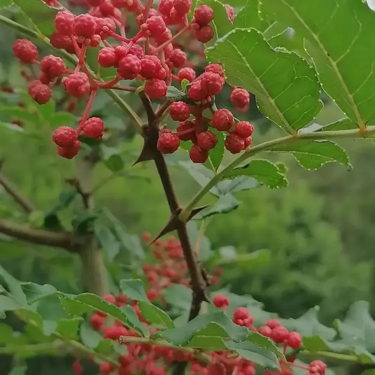 特产大红袍干花椒味道香麻浓郁颗粒饱满