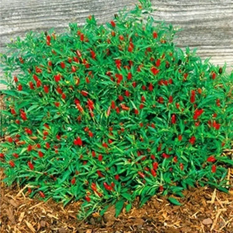 特小魔鬼辣椒苗小米椒特辣泡椒四季庭院蔬菜种苗阳台盆栽带土发货