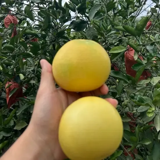 福建柑橘葡萄柚柚子新鲜应季水果带枝带叶香甜多汁现摘决赛现发