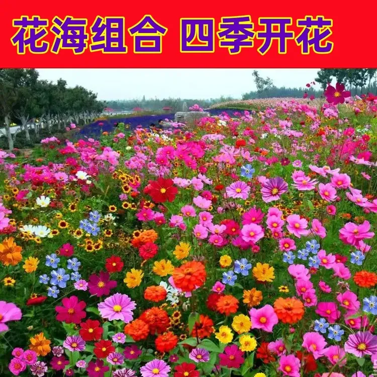 耐寒耐热野花组合花种子室外花海打造四季播种开花春播庭院多年生