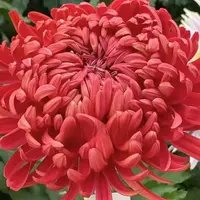 【盘龙圣火】大花富贵菊 九月大菊盆栽开花好看