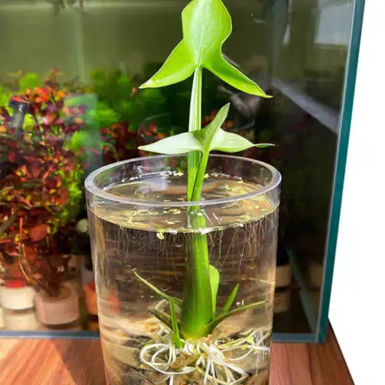 水培植物慈姑种苗养龟养鱼茨菇苗水草挺水草湿地池塘净化花卉种球