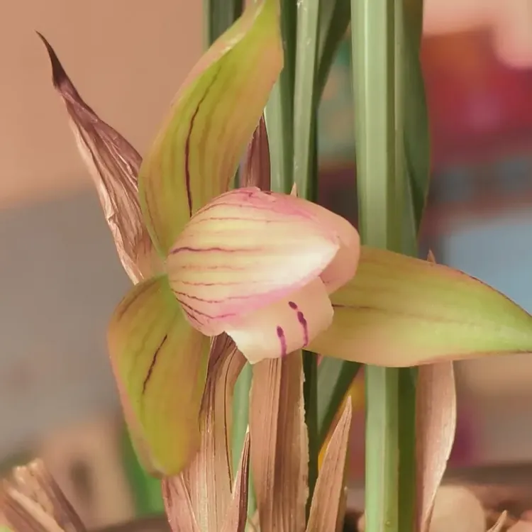 一物一拍，贵州浓香春兰，荷型彩花，一盆5苗带花苞，兰草盆栽。兰花