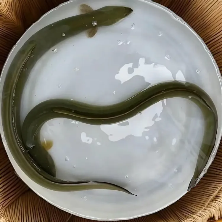 淡水鳗鱼苗白鳝苗鲜活淡水养殖
