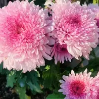 【荷塘月色】大花富贵菊 九月大菊盆栽开花好看