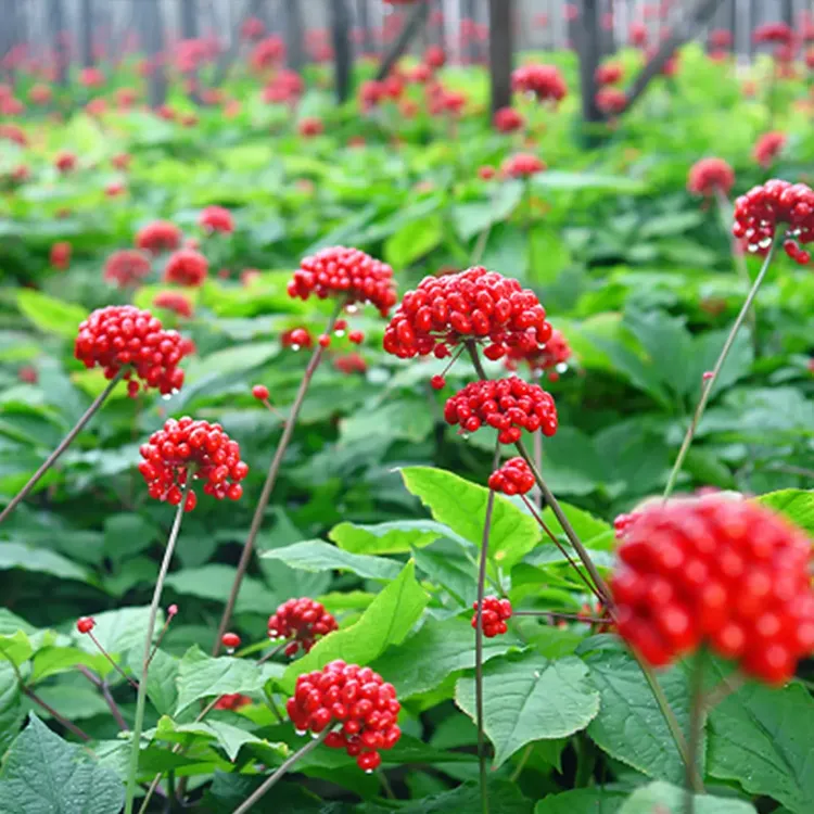 长白山人参种子人工种植新手阳台小院均可种植庭院四季可种新种子