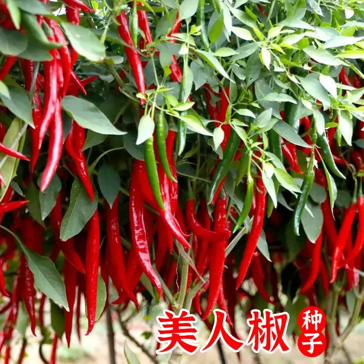 【买3送2美人椒种子】香辣美人椒干鲜辣椒两用四季春季阳台盆栽种子