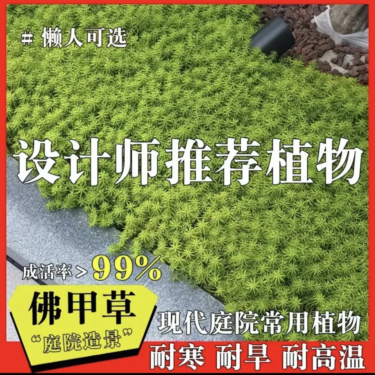 佛甲草草皮黄金万年草苗地被绿植室内外庭院盆栽四季常青花镜好养