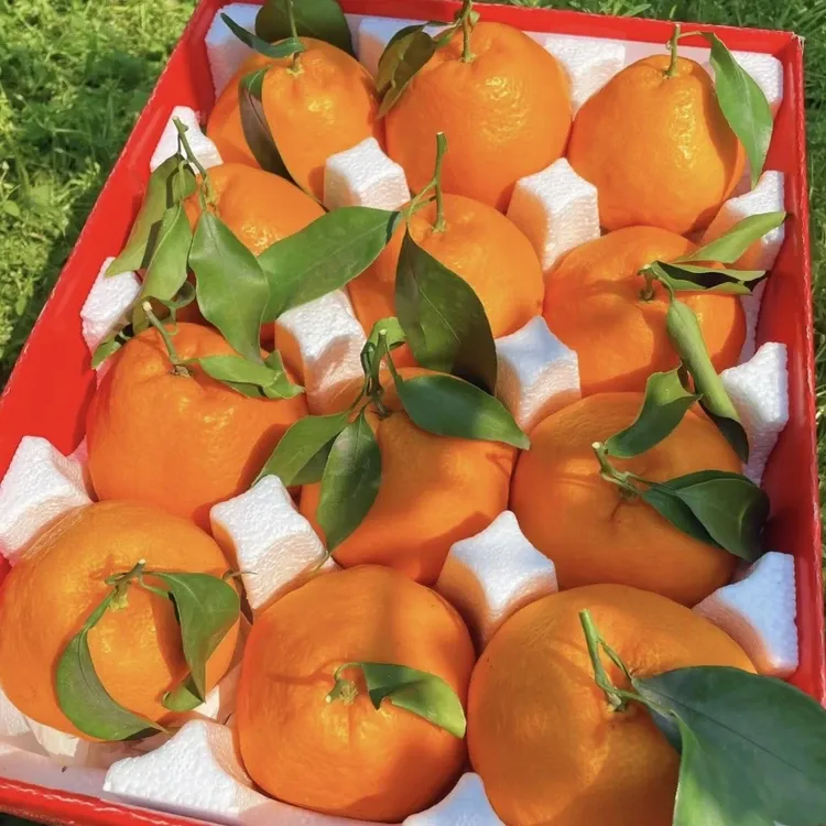 正宗四川春见耙耙柑超甜粑粑柑丑橘子当季新鲜水果香甜多汁超大果