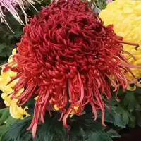 【福爱万家】大花富贵菊 九月大菊盆栽开花好看