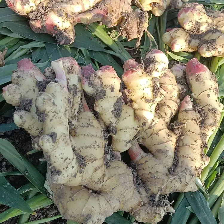 2025鲜嫩多汁.姜味十足3斤5斤装精品大果