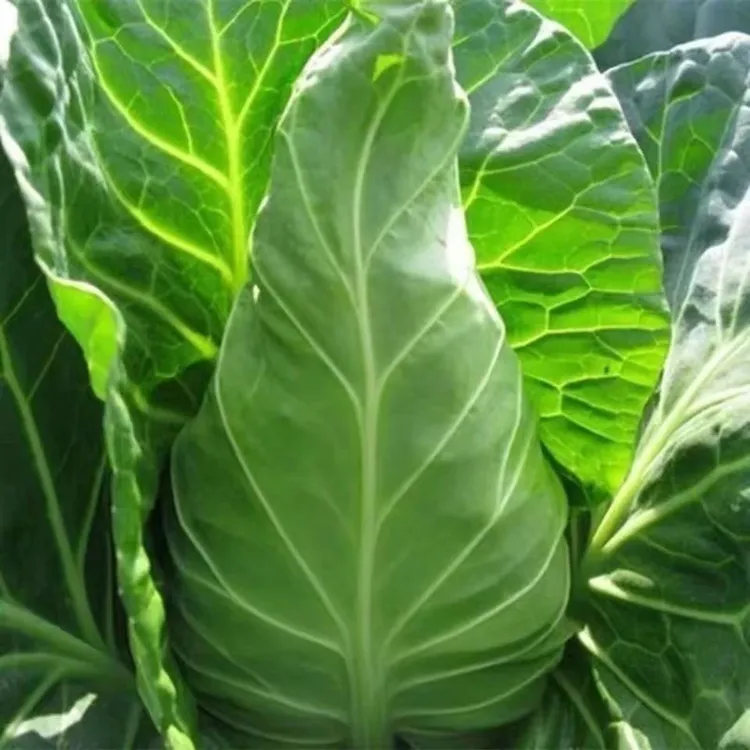 寿光甘蓝苗紫甘蓝绿甘蓝苗四季耐寒卷心菜蔬菜种苗牛心包菜苗