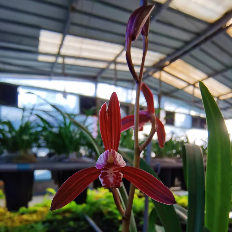 建兰，墨宝，两壮苗，暂不带花苞，浓香型兰花，室内阳台办公好养活