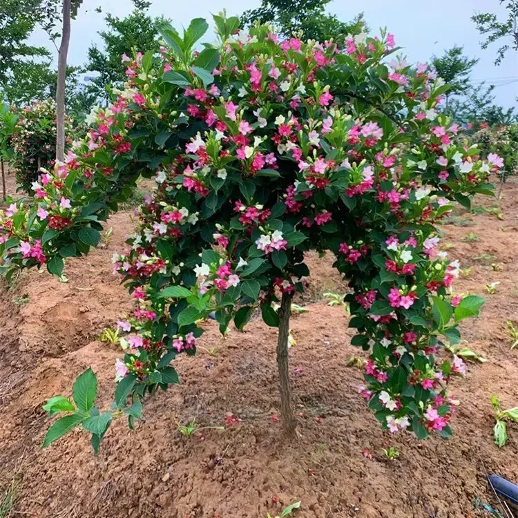 五彩锦带四季开花驱蚊虫庭院树苗红锦带阳台盆栽耐寒热状元树基地