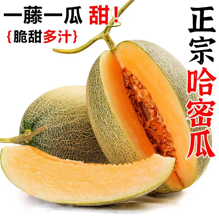 【9斤大果】正宗精品哈密瓜现摘现发脆甜当季新鲜水果网纹瓜5-9斤