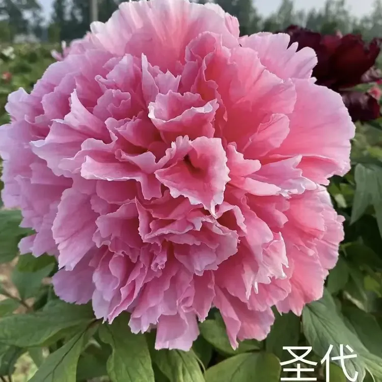 （圣代）洛阳牡丹花苗重瓣大花色艳盆栽观赏牡丹种植基地