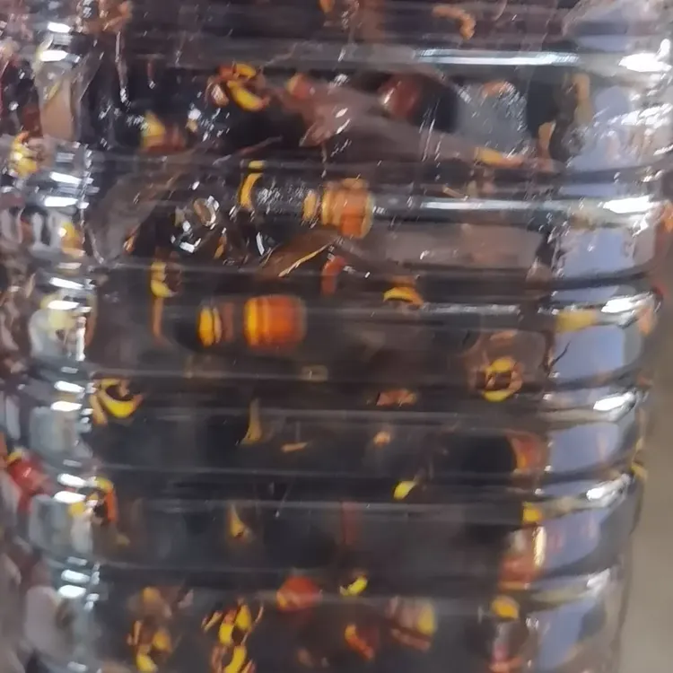 黑尾蜂水老蜂金环活体现泡可用于泡制