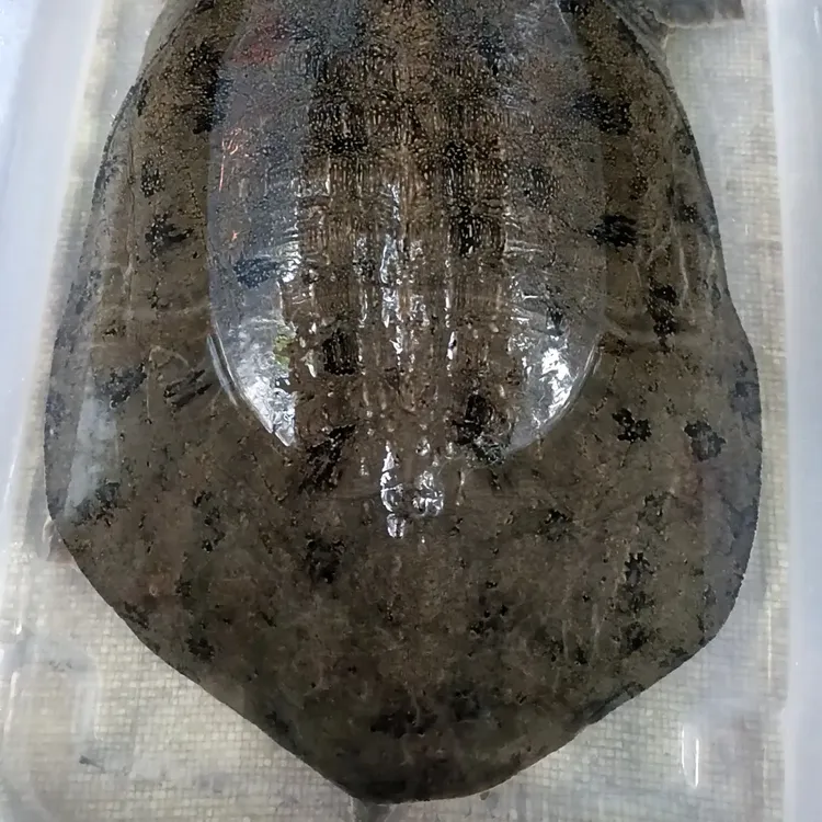 外塘生态散养黑花甲鱼鲜活现发包邮到家