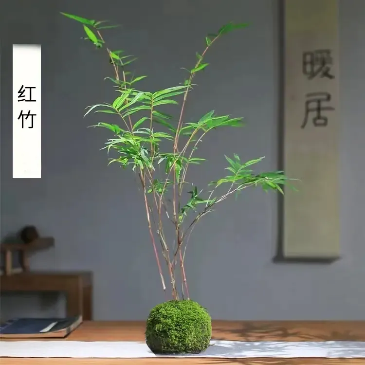 红观音竹水培苔藓球中式禅意红杆绿叶好养易活四季常绿特色高颜值